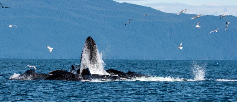 Alaska Humpbacks Bubble Feeding