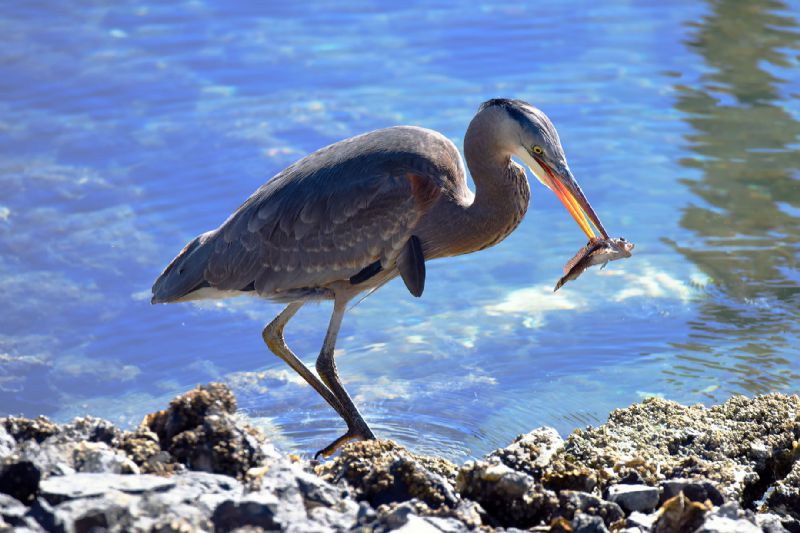 Heron-Eating-Sculpin