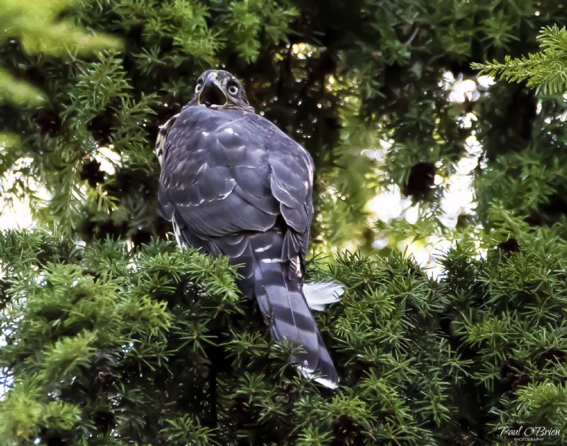 Cooper's Hawk.jpg