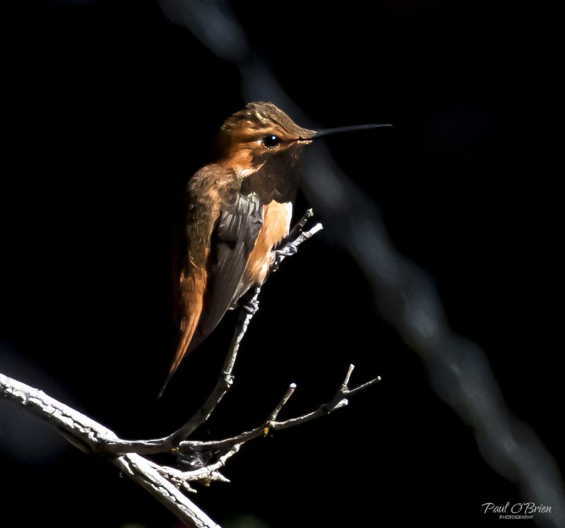 Male Rufous Hummingbird.jpg