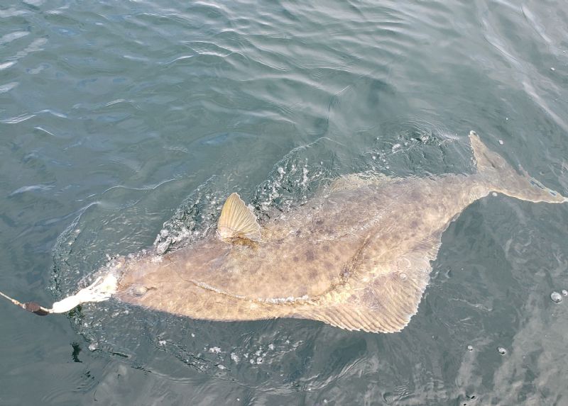 255lb. Halibut.jpg