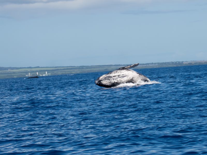 Hawaii Humpback Breaching2