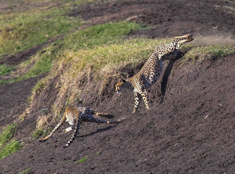 Chasing Cheetahs