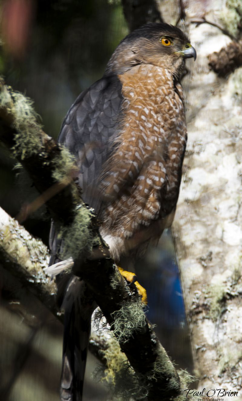 Cooper's Hawk