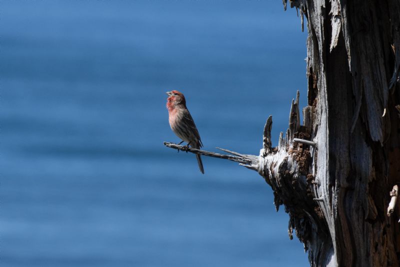 House Finch