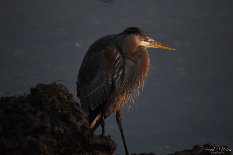 Heron at sunset