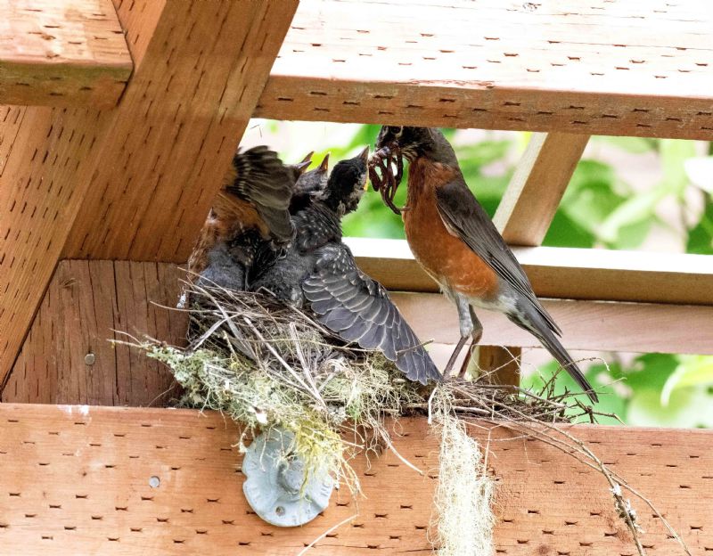 Hungry Baby Robins