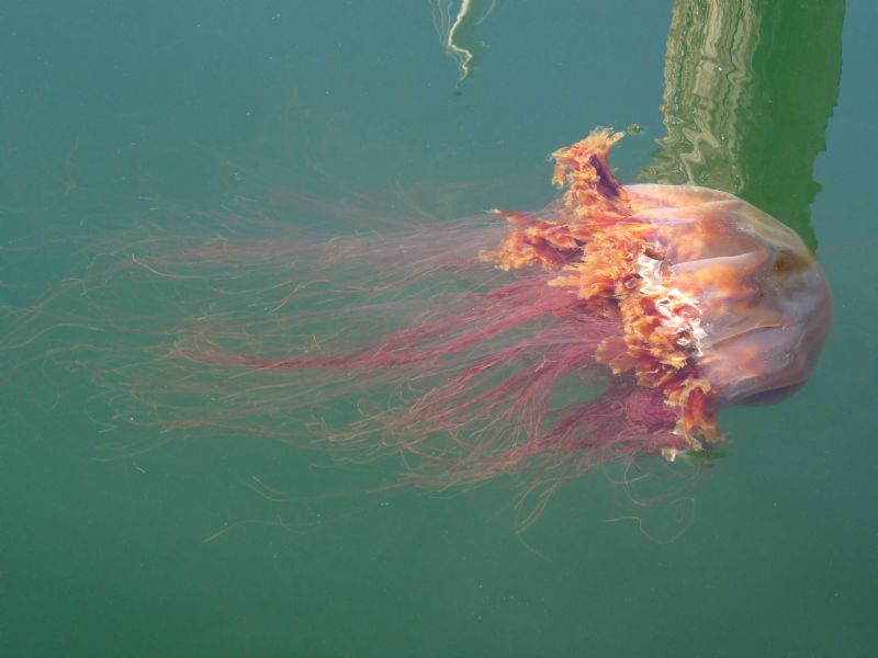 Jellyfish