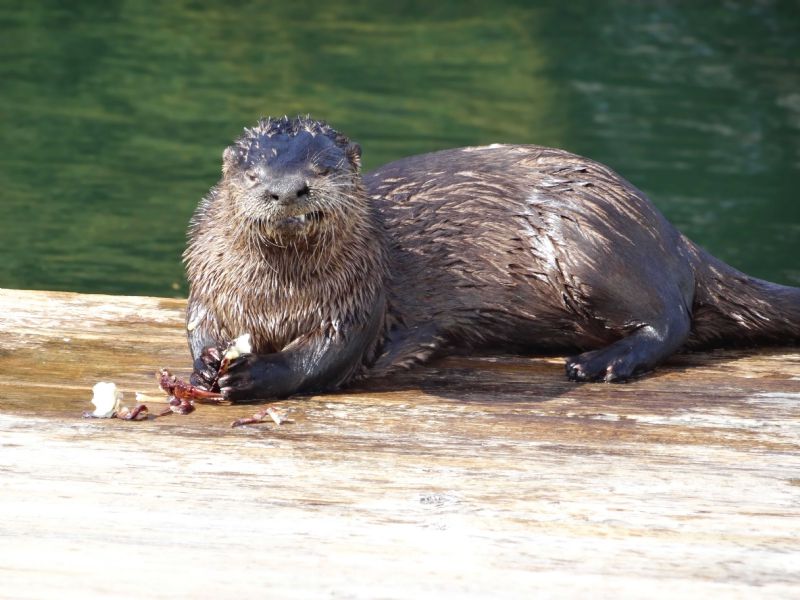 Land Otter w-Crab