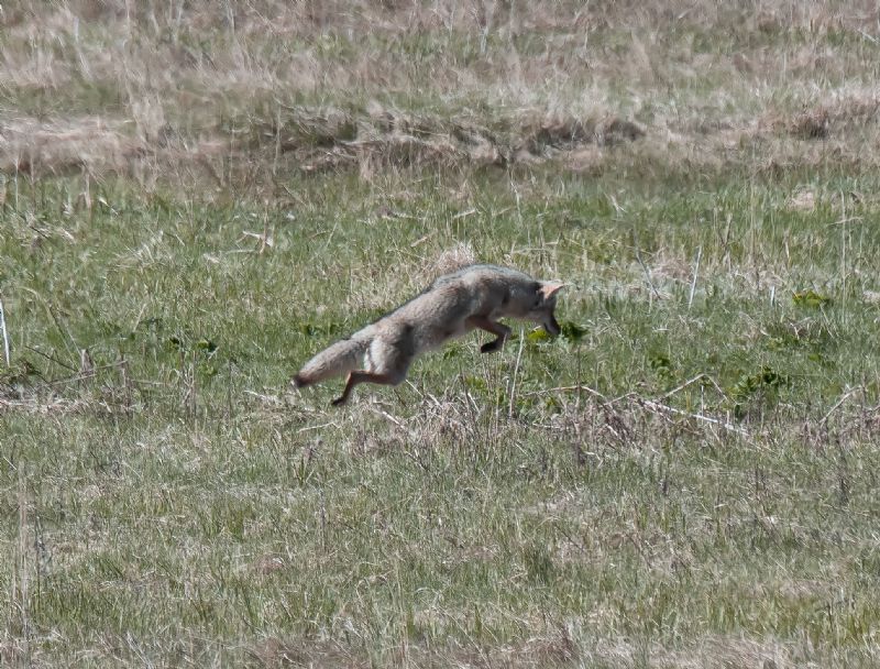 Pouncing Coyote