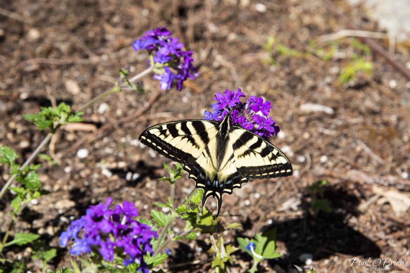 Swallowtail Butterfly