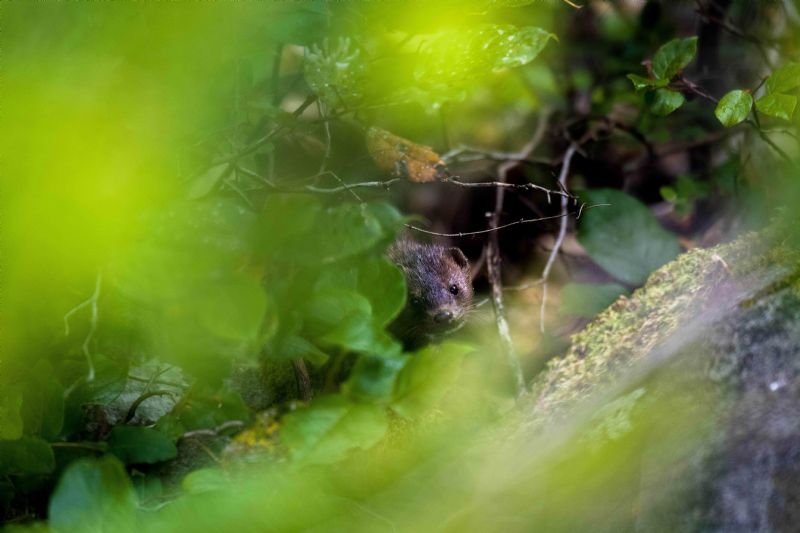 Peekaboo Mink