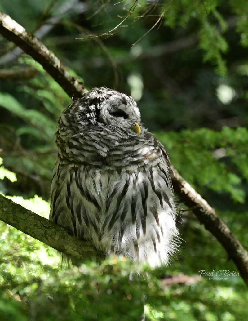 Barred Owl