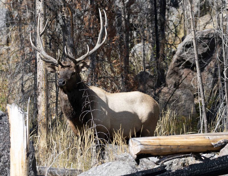 Bull Elk