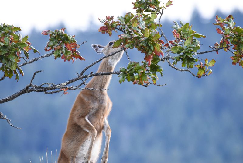 Deer
