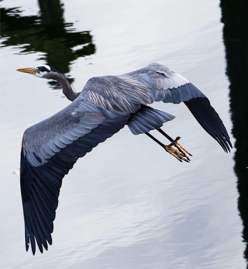 Great Blue Heron