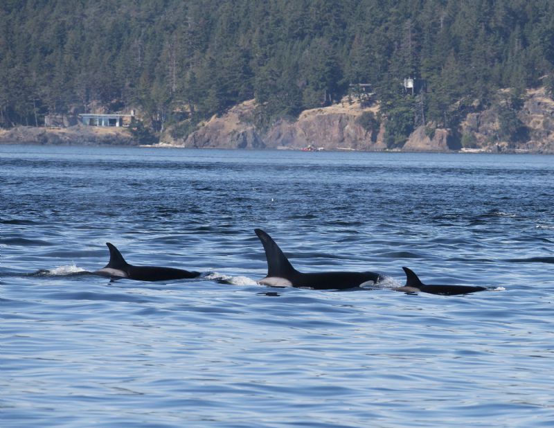 Orca Family 