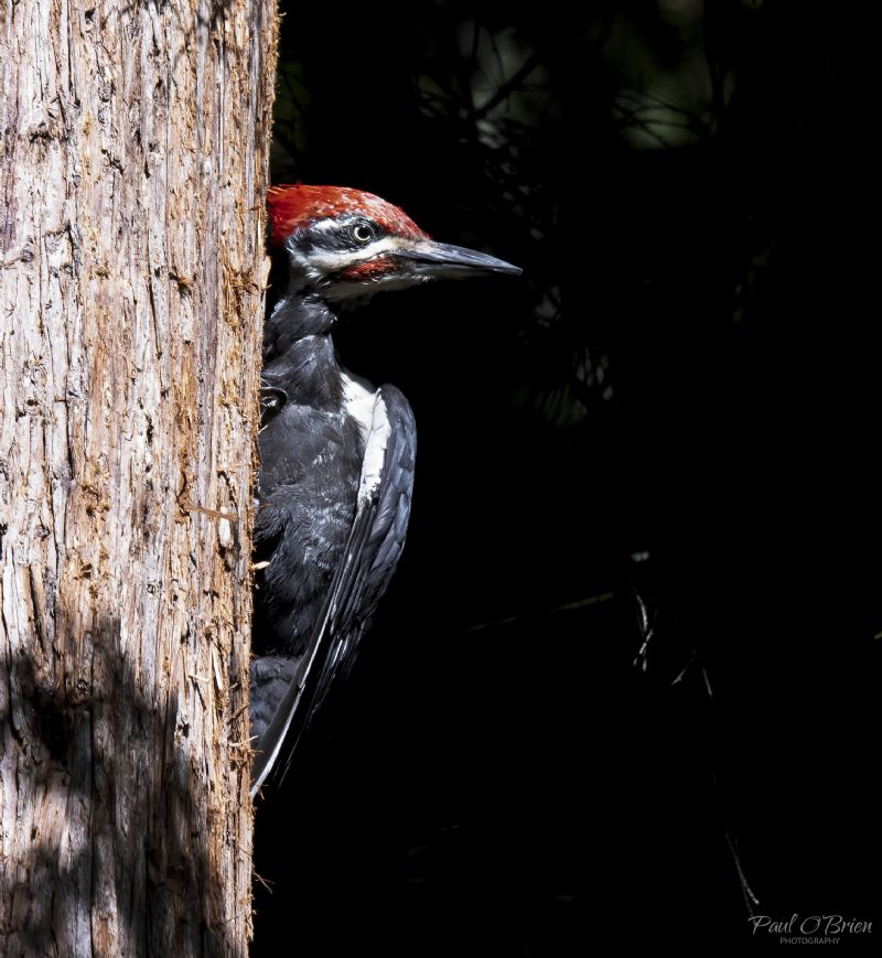 Pileated Woodpecker