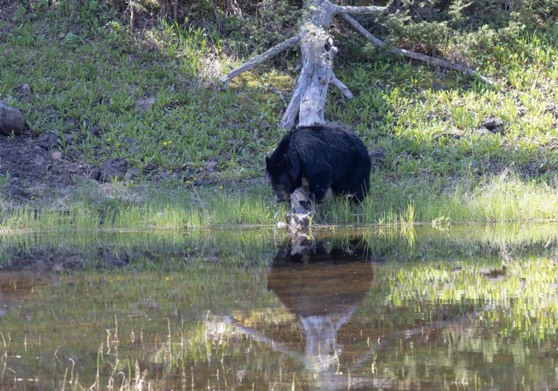 Black Bear On Lake