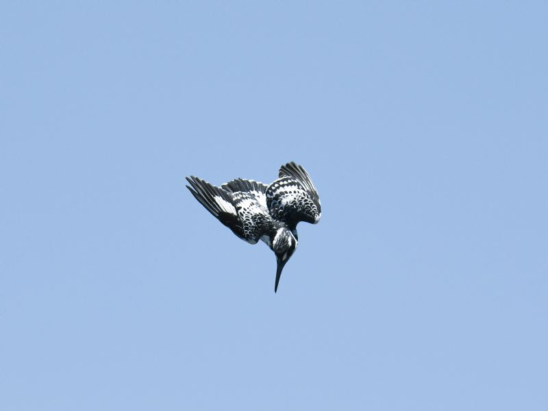 Pied Kingfisher