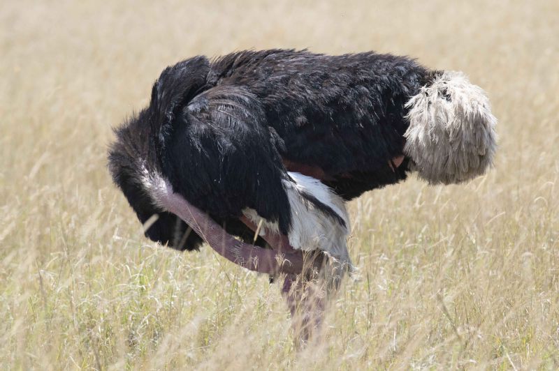 Ostrich Scratching