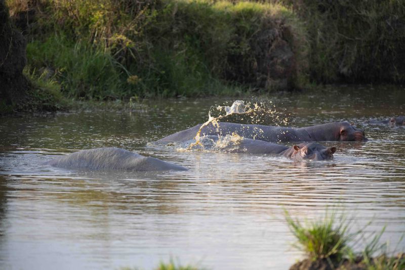 Hippo Flipping Us Off