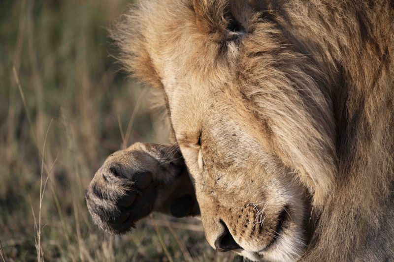 Lion Scratching