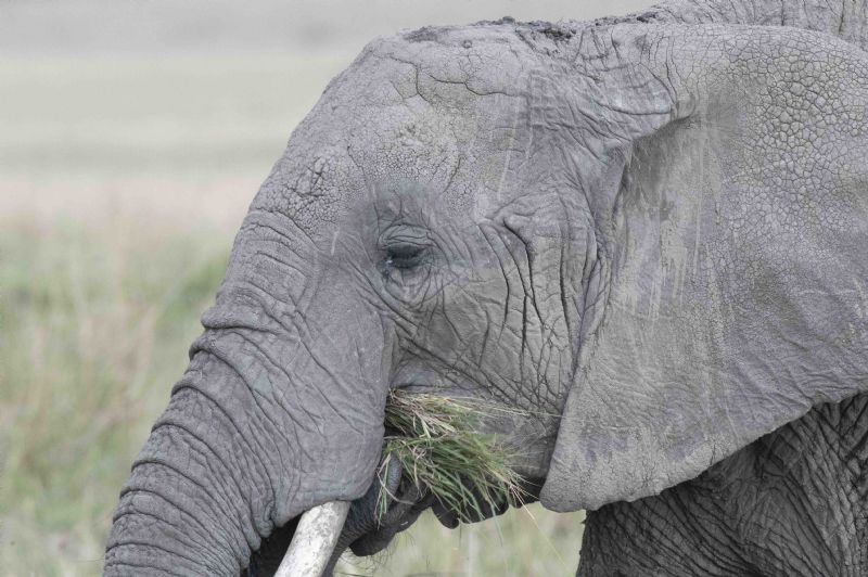 Old Bull Elephant Chewing