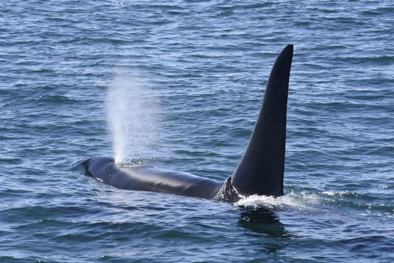 Male Orca