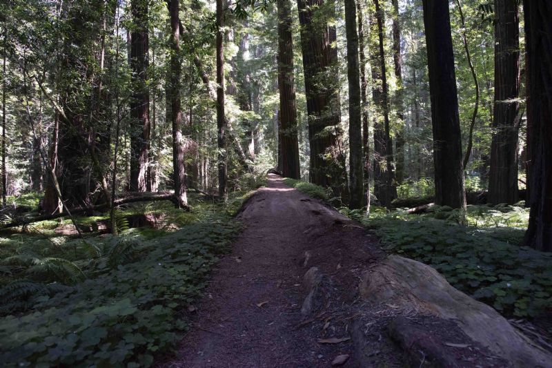 California Redwoods