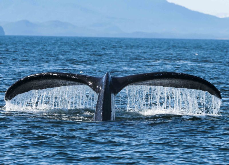 Alaska Humpback Whale Tail