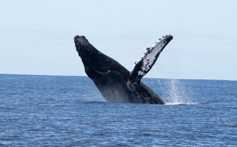 Hawaii Humpback Back Breaching 