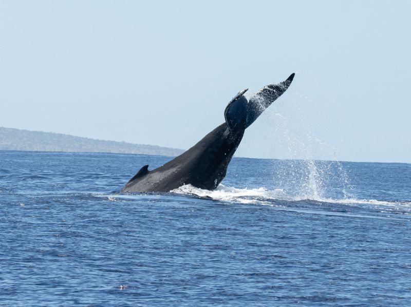 Hawaii Humpback Tail Slap
