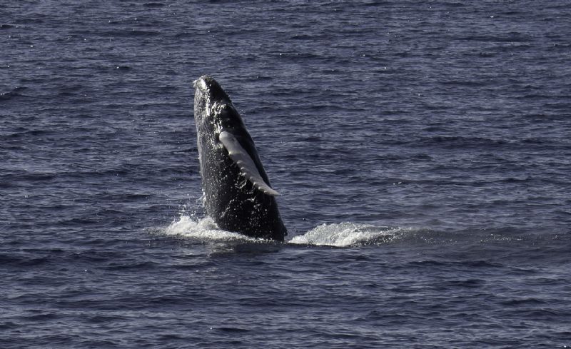 Hawaii Humpback Calf Breaching.jpg