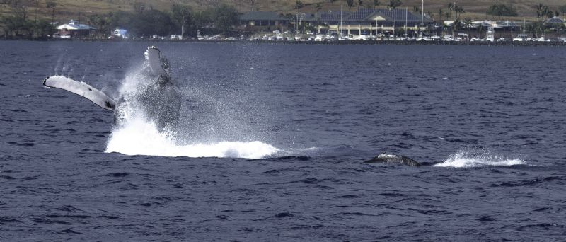 Hawaii Humpback Mother Breaching with Calf.jpg